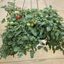 Patio, Tomato Seeds - Packet thumbnail number null